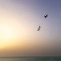 Duotone Evo D/Lab 2026 Aile de kitesurf