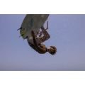 Duotone Whip D/LAB 2026 Planche de kite surf