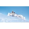 Blackcrows&nbsp;Sato&nbsp;Birdie ski nu femme