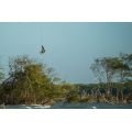 Duotone Evo SLS Concept Blue 2026&nbsp;aile de kite&nbsp;
