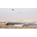 Slingshot Code NXT V2 2026 Aile de kite surf Slingshot Code NXT V2 2026 Aile de kite surf