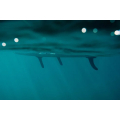 Duotone Alfa WS Air Planche de Stand Up Paddle/WindSUP hybride Duotone Alfa WS Air Planche de Stand Up Paddle/WindSUP hybride